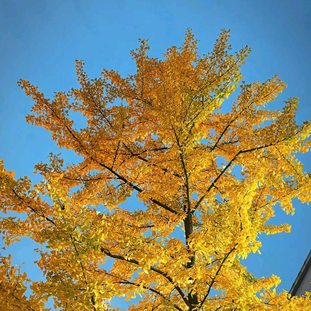 💗᭄素颜᭄💞