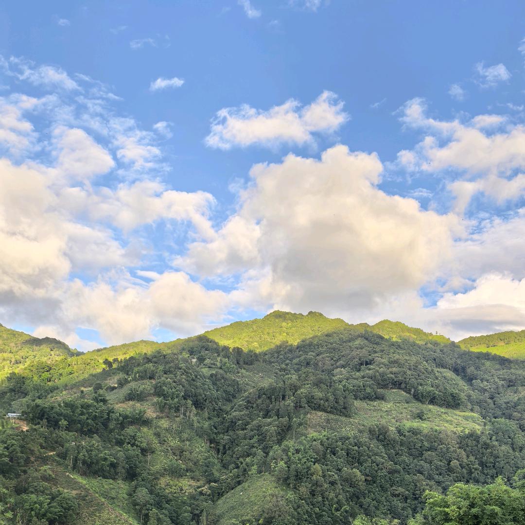 进口茶叶工厂店