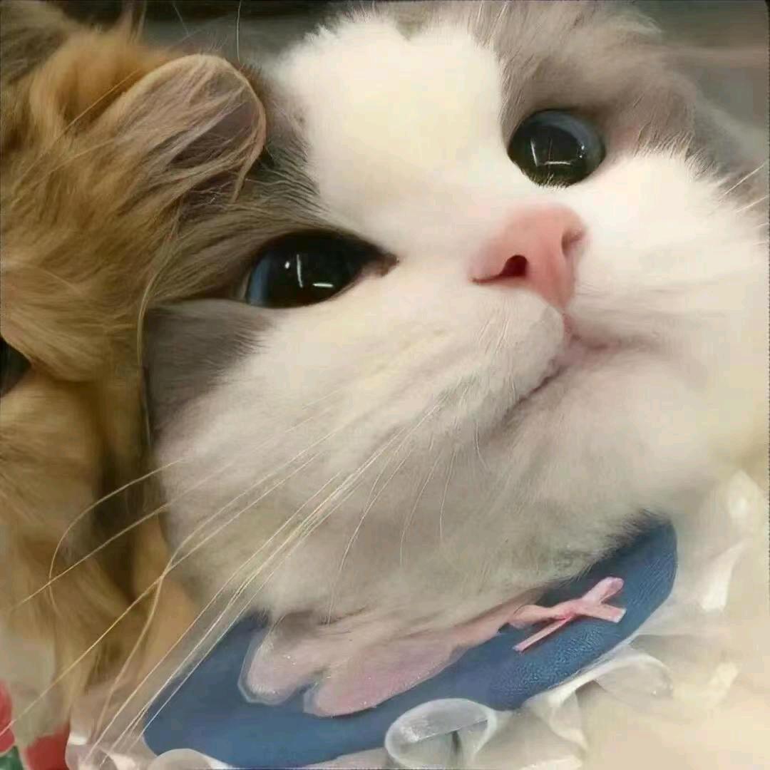 猫吃鱼🌞