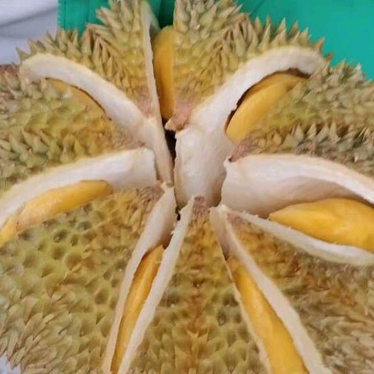 老兵榴莲junrenbense696