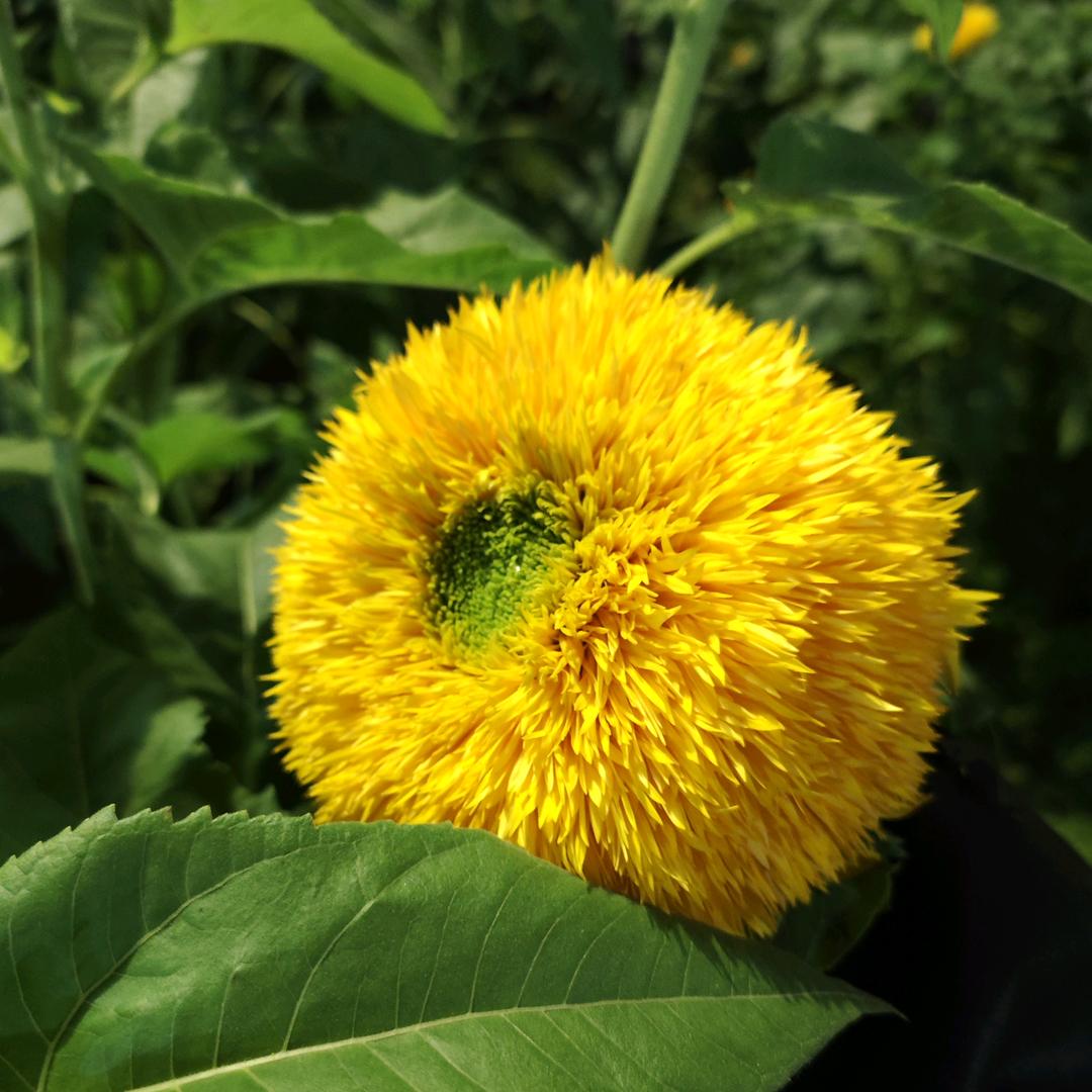 超可爱甜甜西瓜汁