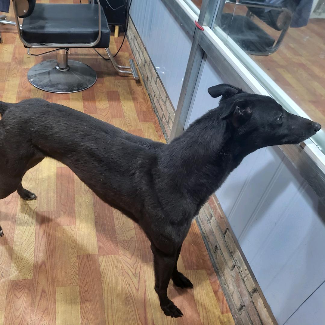 霸鑫犬舍，种公黑豆