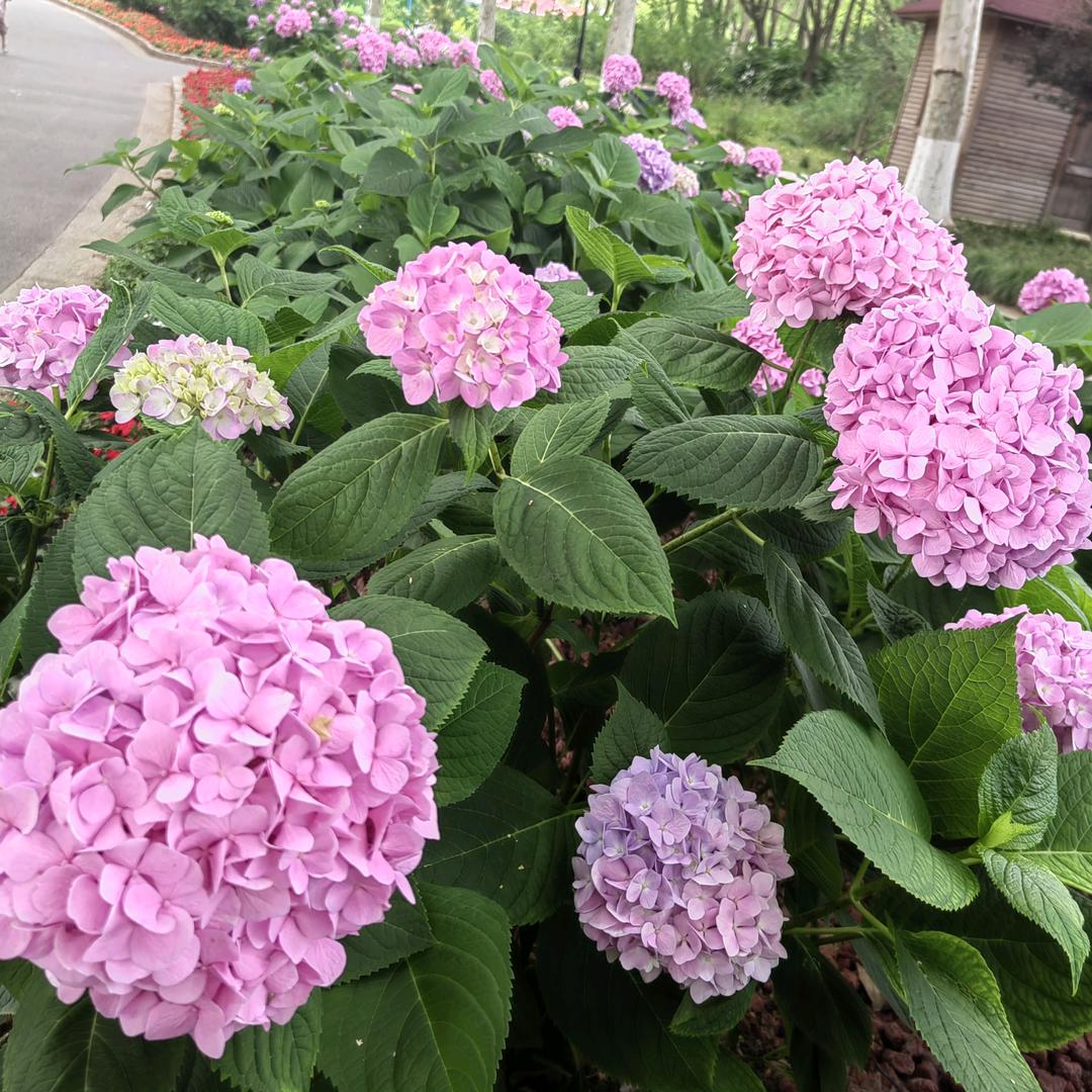 张翠翠
