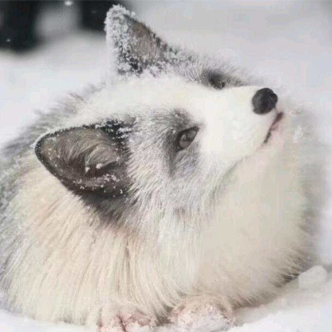 皇帝的新衣中的新衣