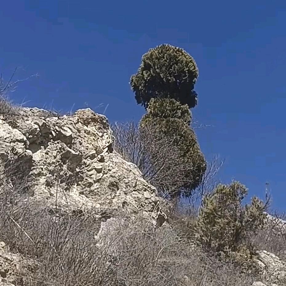 黑楠