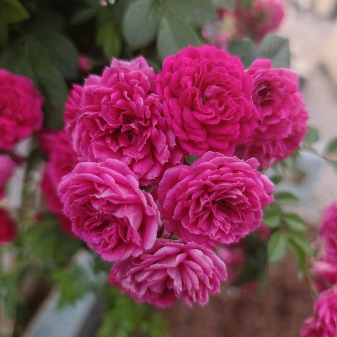 花无百日红