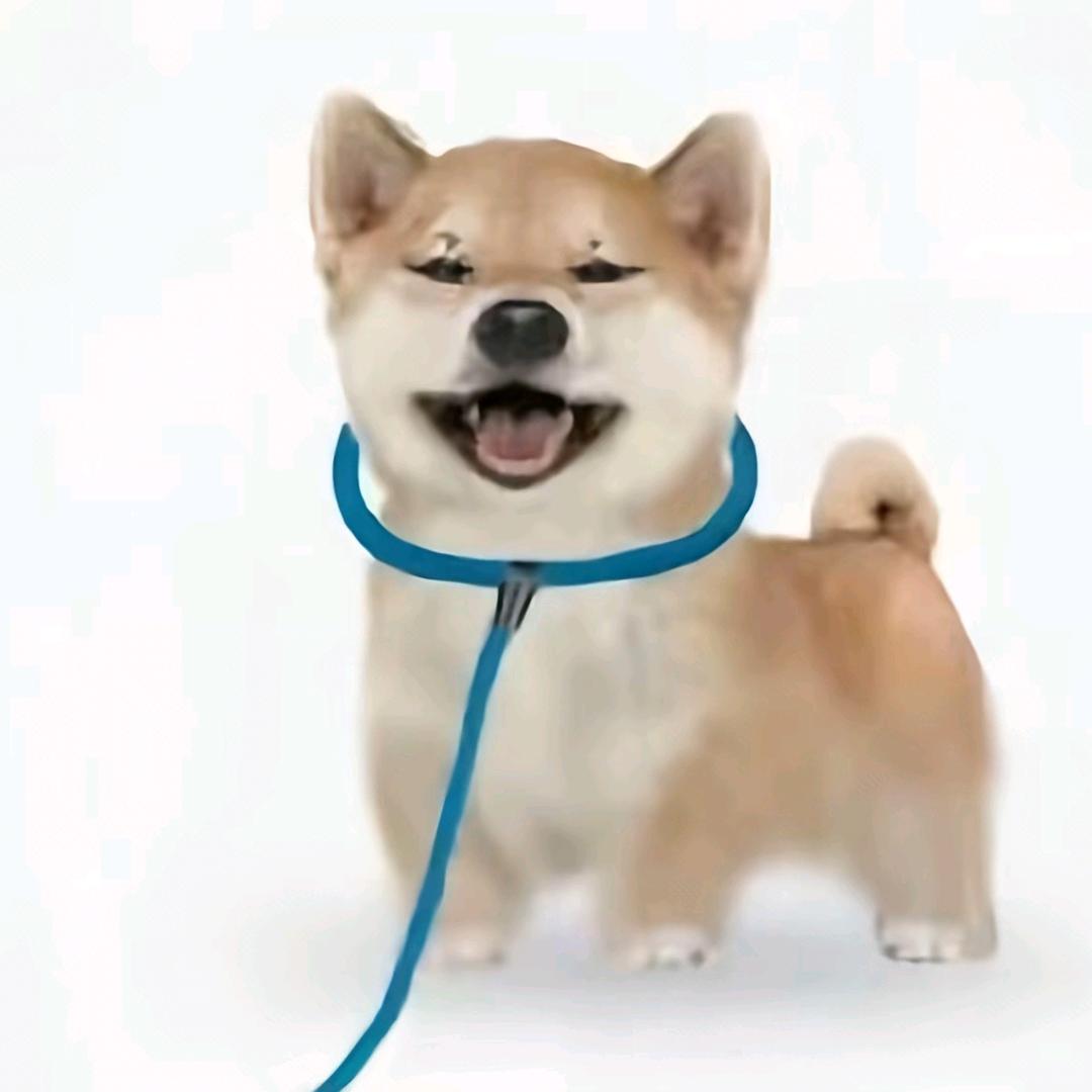 槐序欢