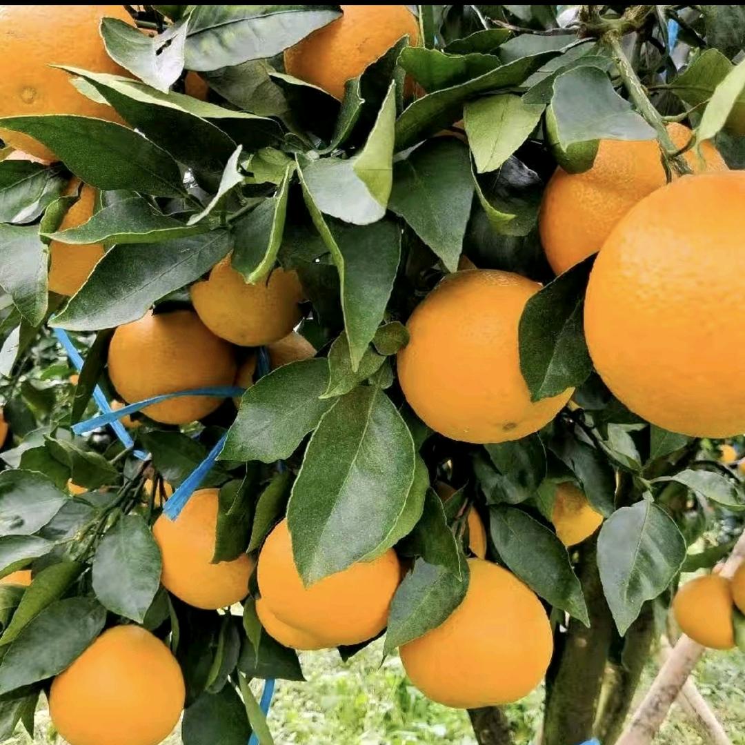 ꧁胡姐💗᭄༻物流꧂