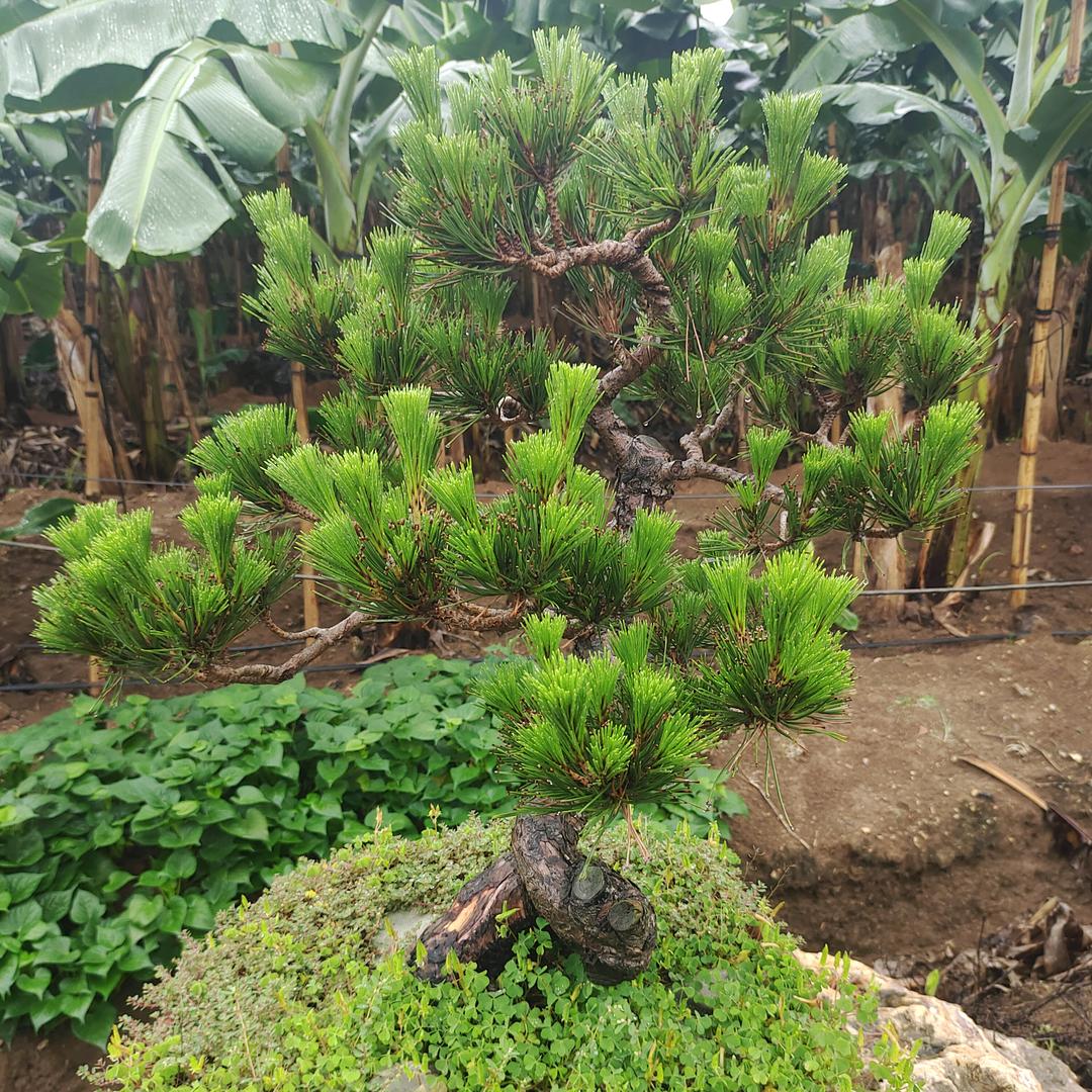绿美新农业