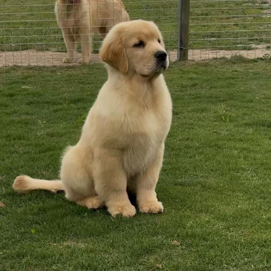 遇见♡萌宠（新乐市）