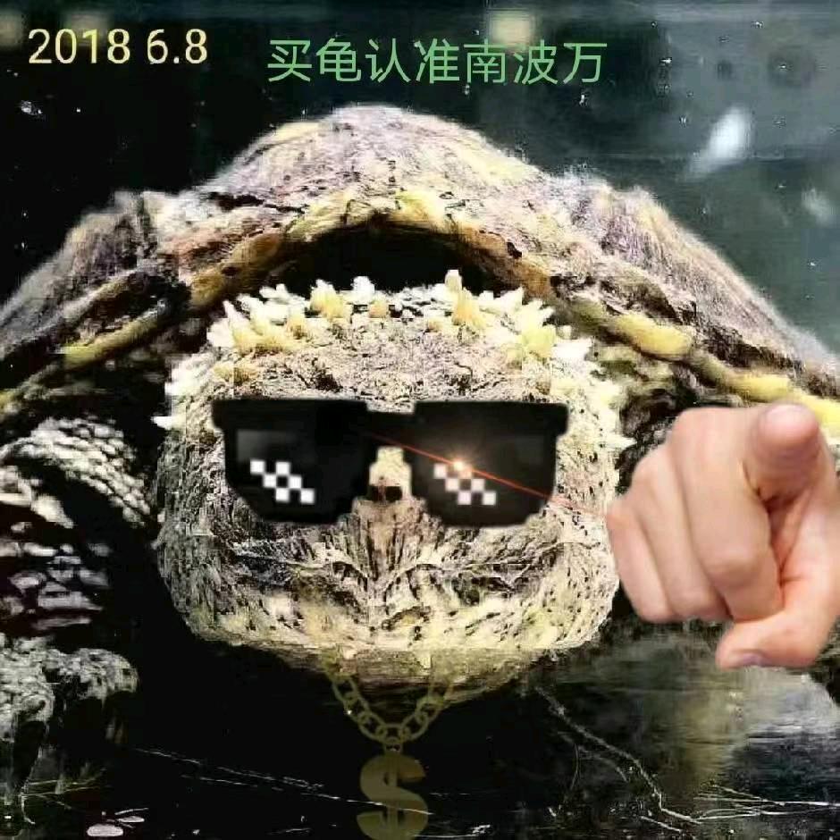 佛鳄南波万（养龟置顶作品）