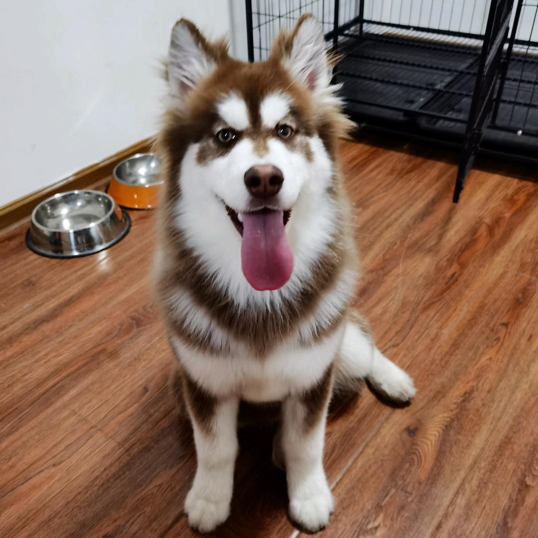 思源家的阿拉不撕家🐶