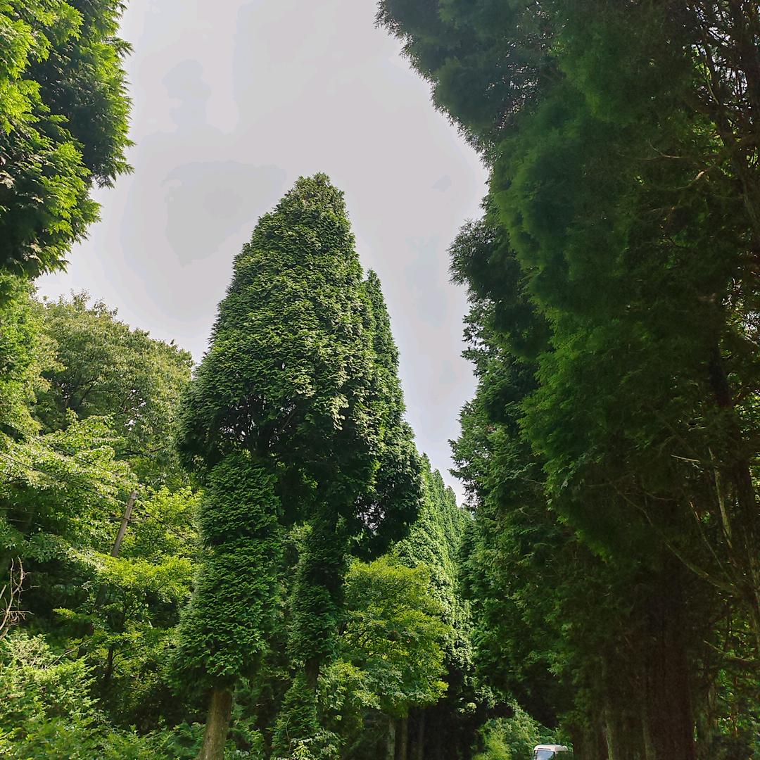 干嘛嘛