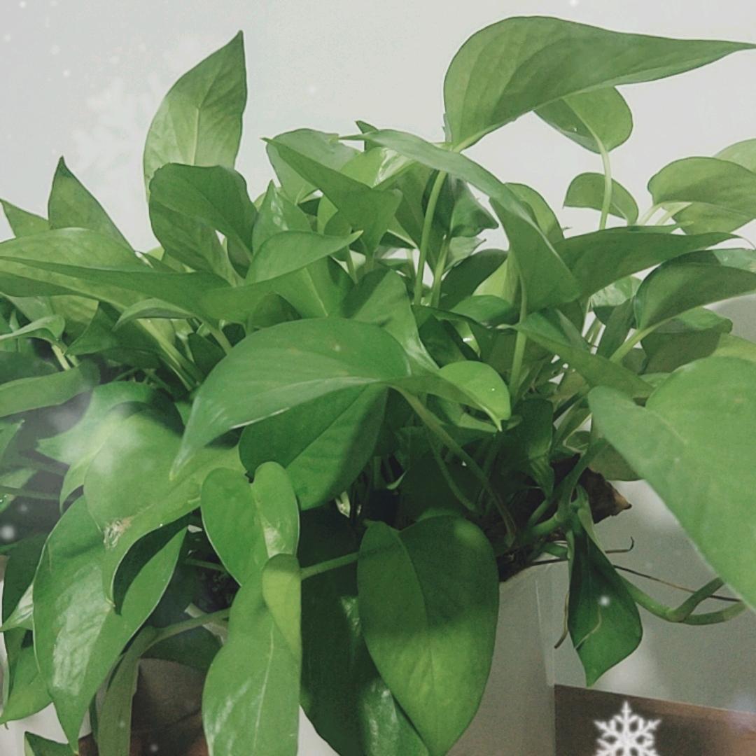 一切都是天意难违