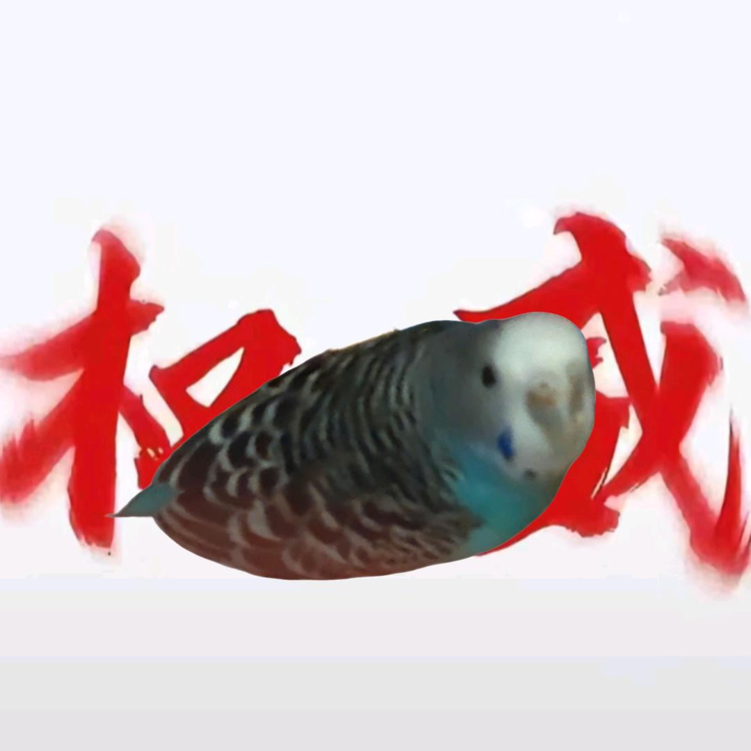 小鹦当家