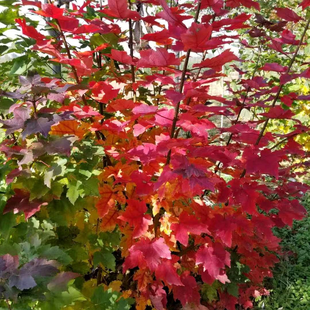 吉祥绿植基地