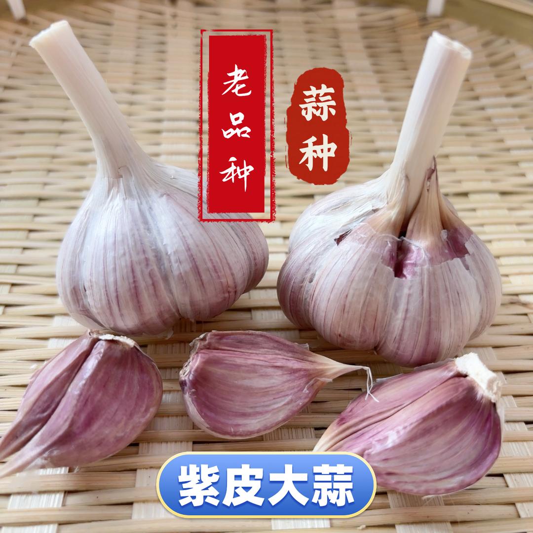 玖家 紫皮大蒜