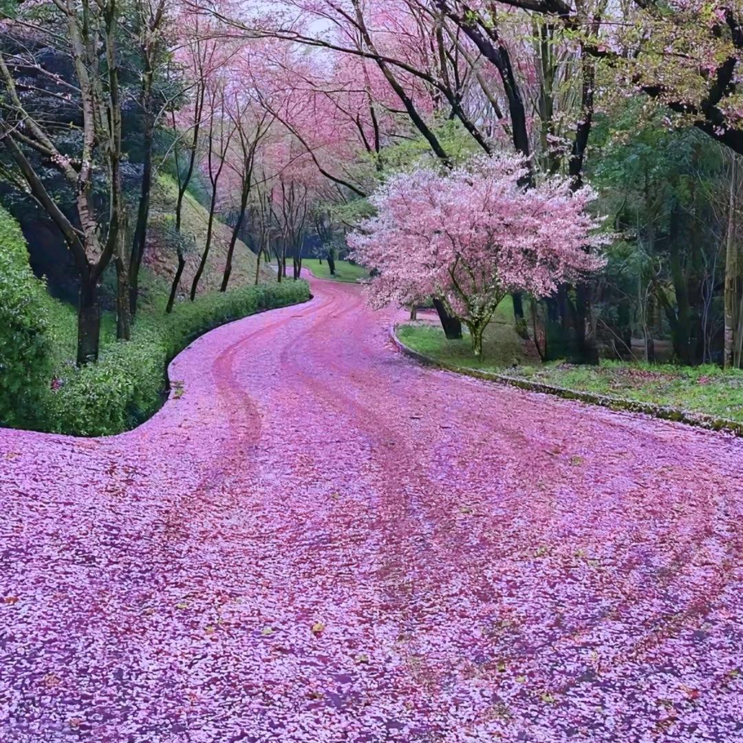 心无牵挂重新开始（涅槃重生）