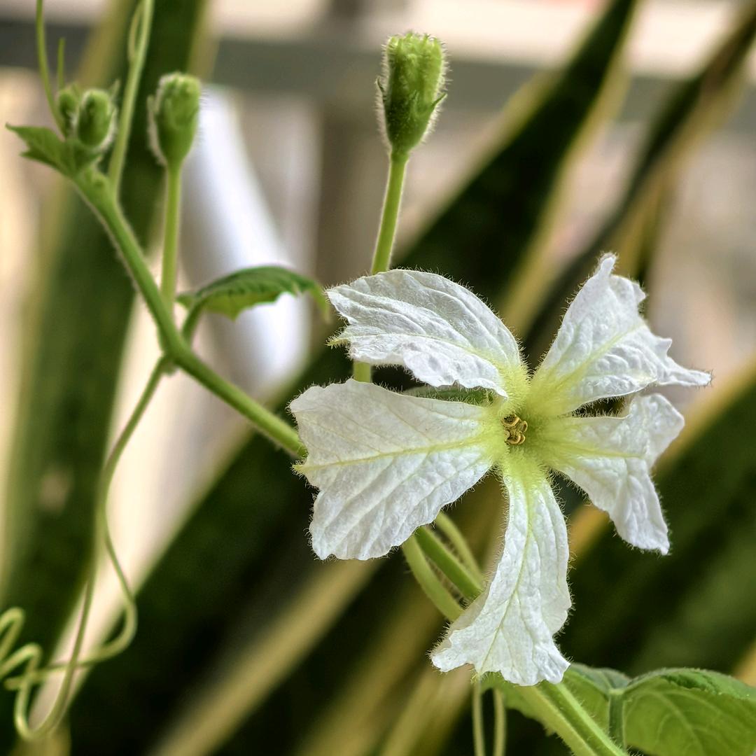 花自向阳（加油呀）