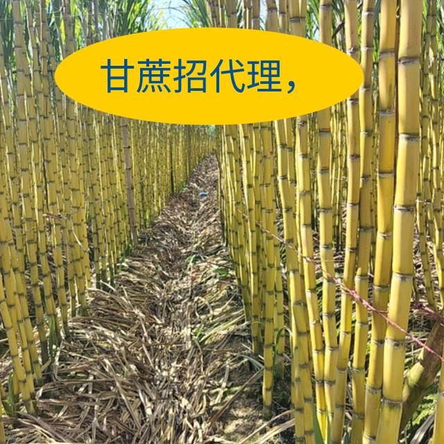 虞城县宜卓水果店（个体工商户）