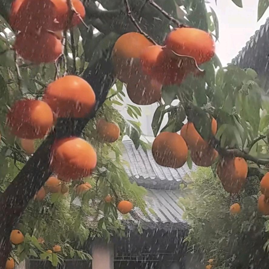 小懒羊