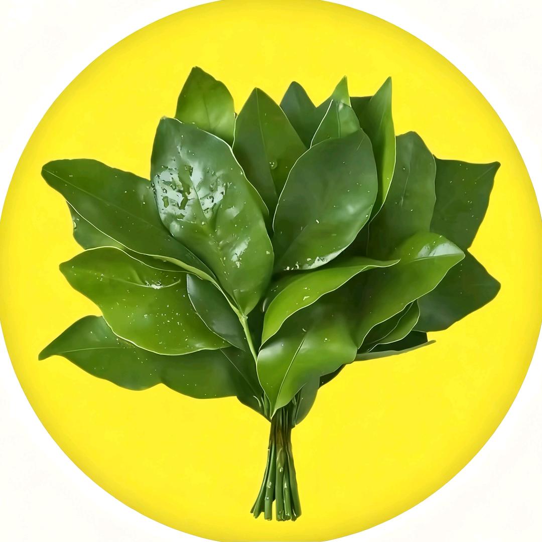 酋长(三角洲行动)