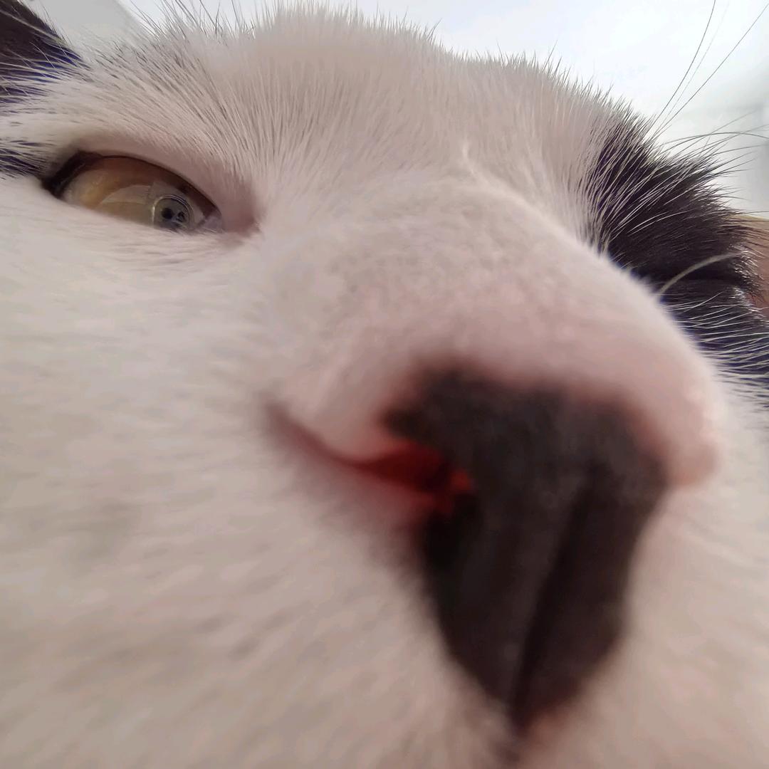 奶油妈今天不瞌睡