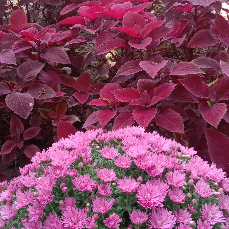 花开吉祥