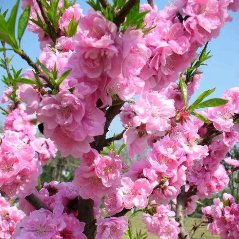 美丽天空🎋🎋🌾