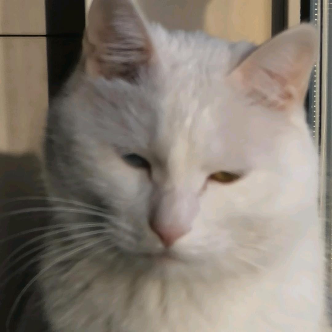 太有生活的猫猫
