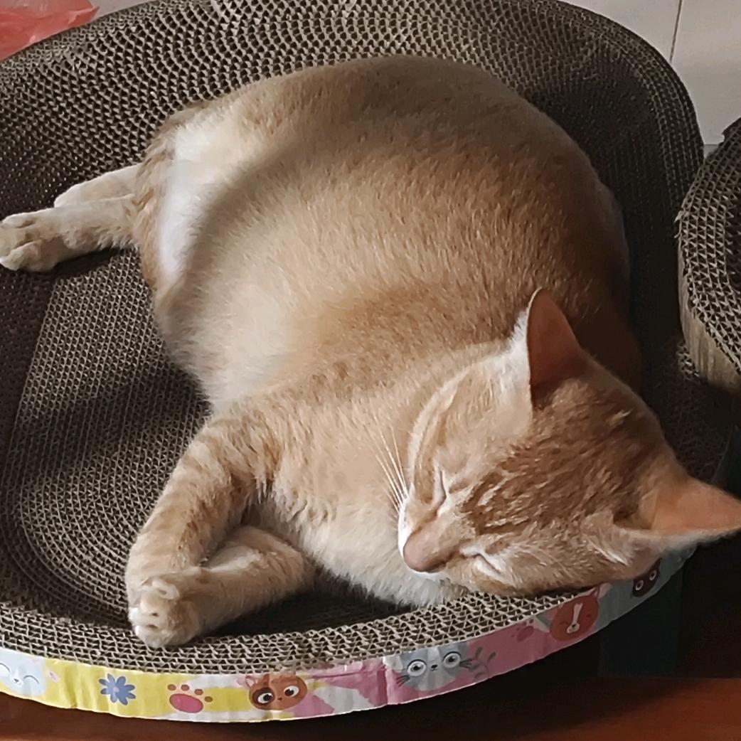 AAA水果批发小秦