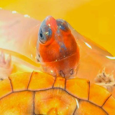 三撇虎名龟养殖场