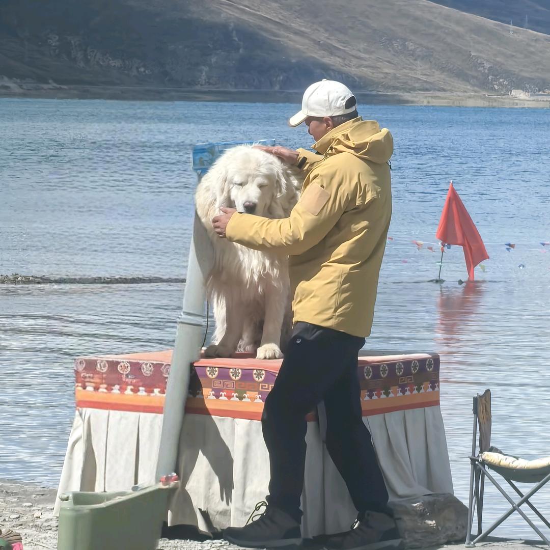 任生如意  🇨🇳