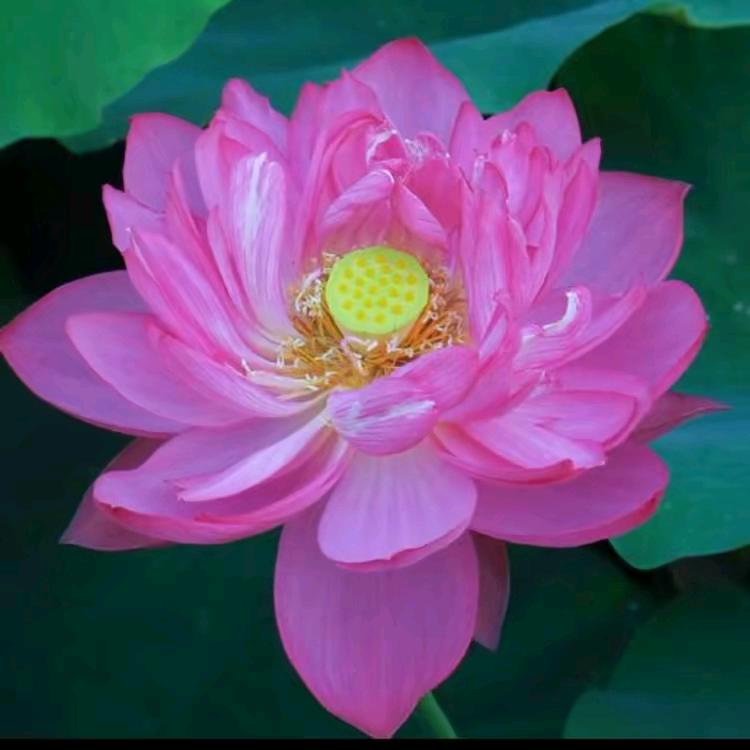 幸福（699）