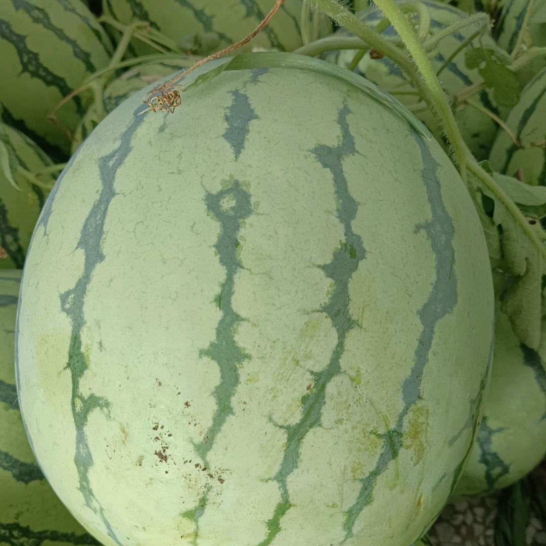 恋上你的笑容