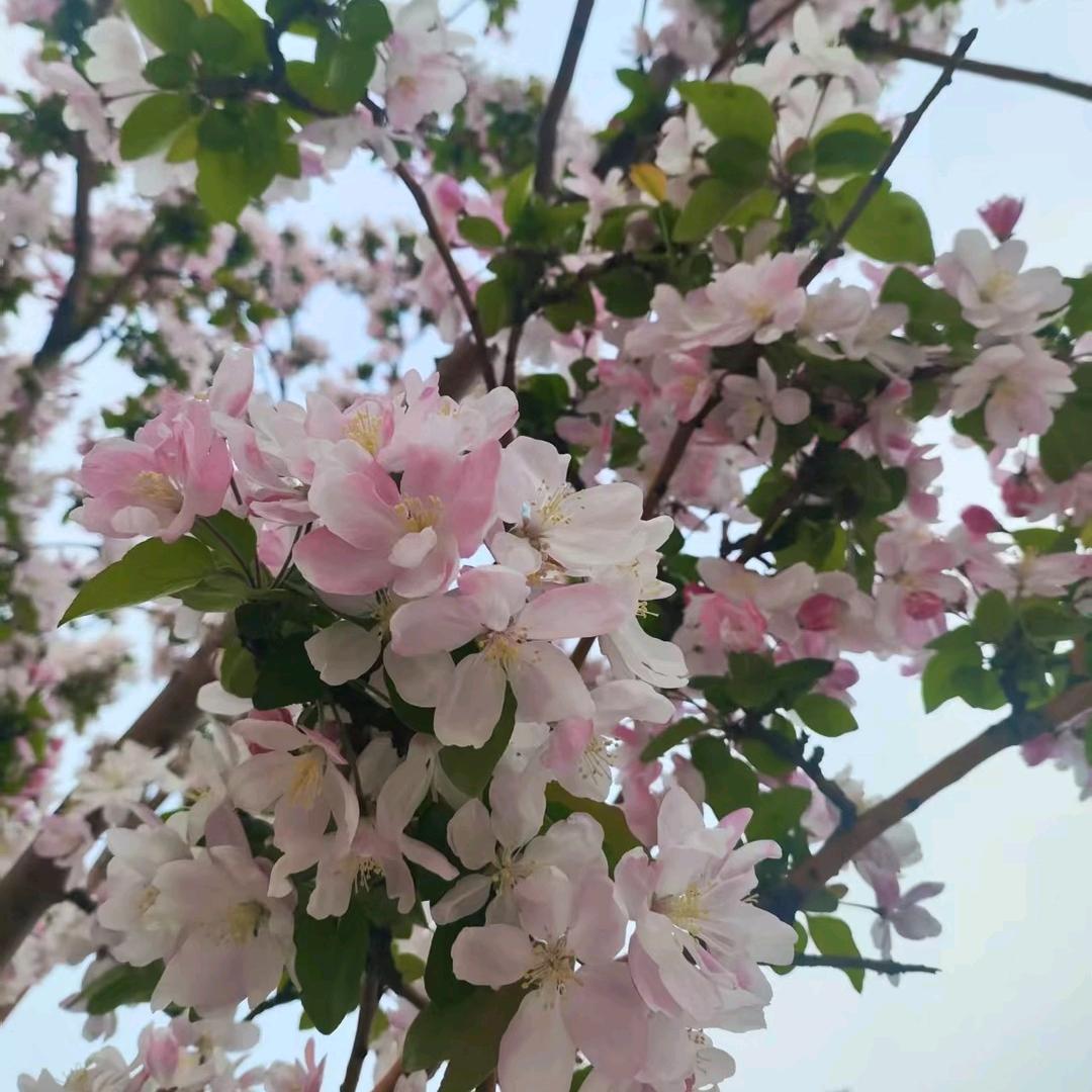 幸运王子