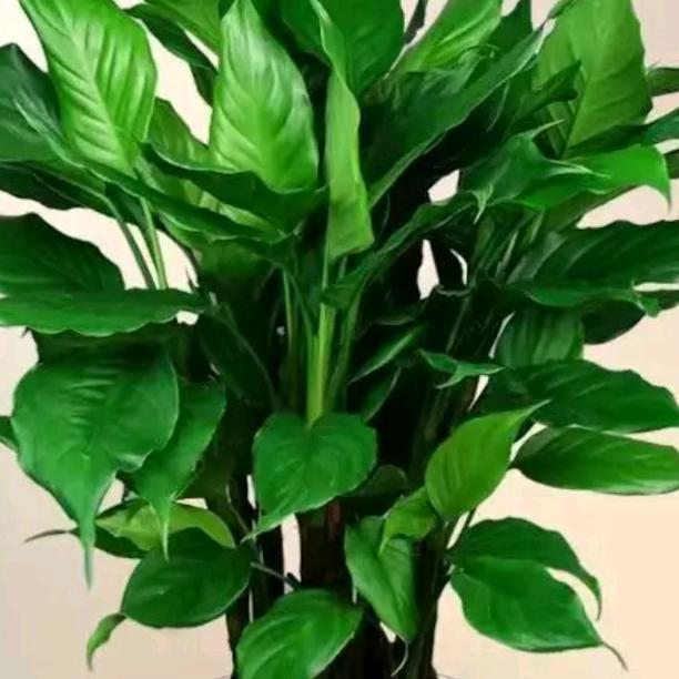 做个坚强的人290