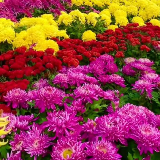 牡丹♥️♥️用户896675350672