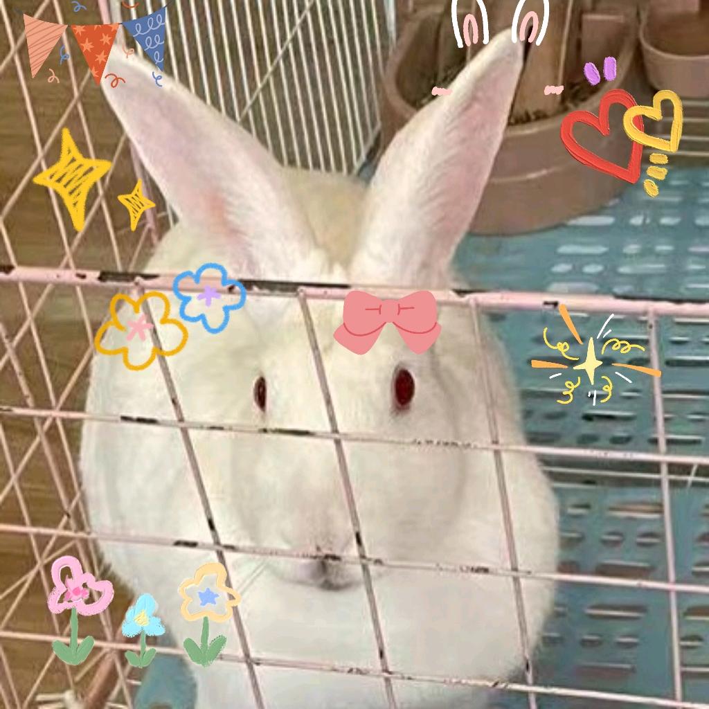 X.K.L🐰