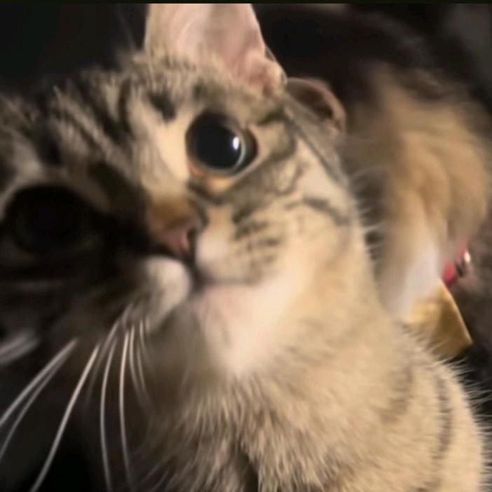 淅汐