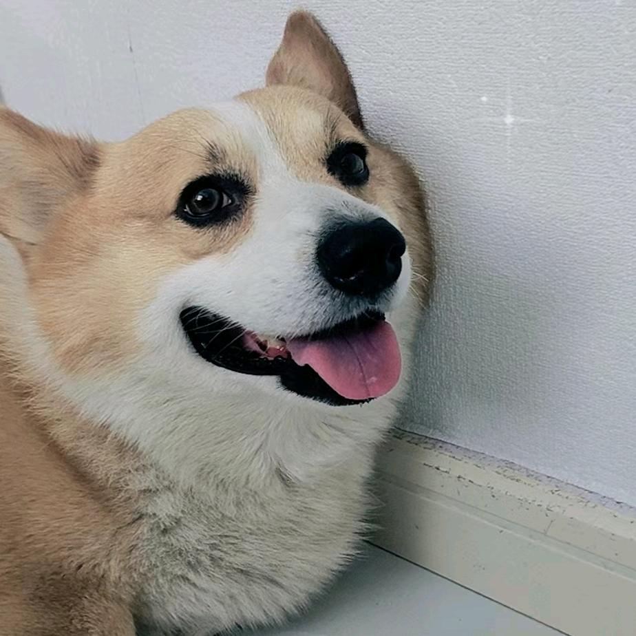 团团的短腿日记