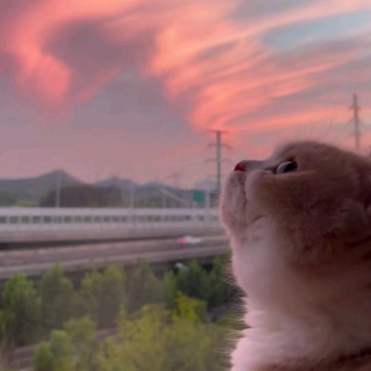 蓝໒꒱【511☘️】