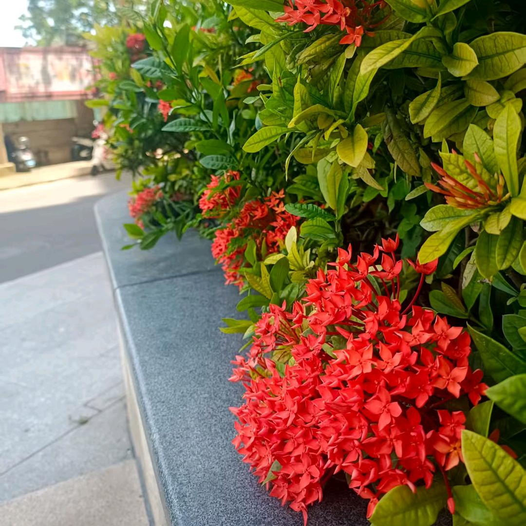 花凤子
