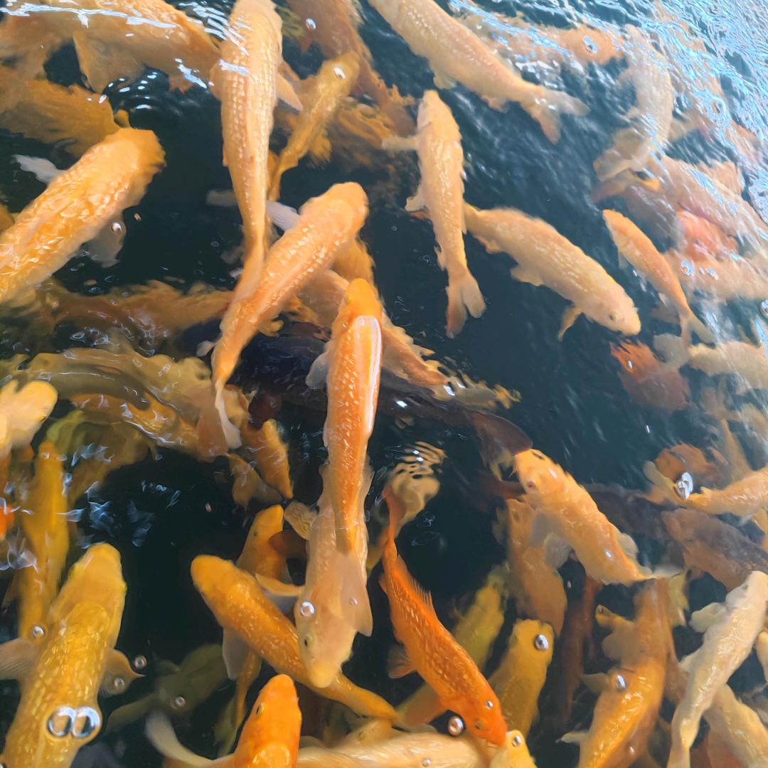 庆霖锦鲤养殖基地