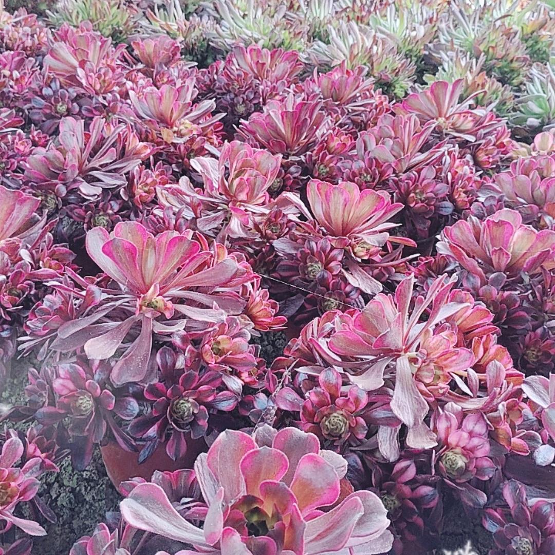 花多多