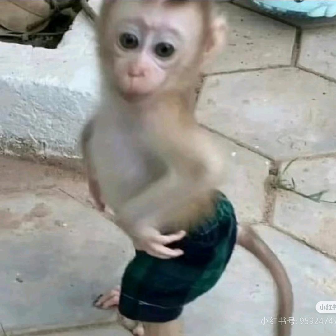 性感的大母猴