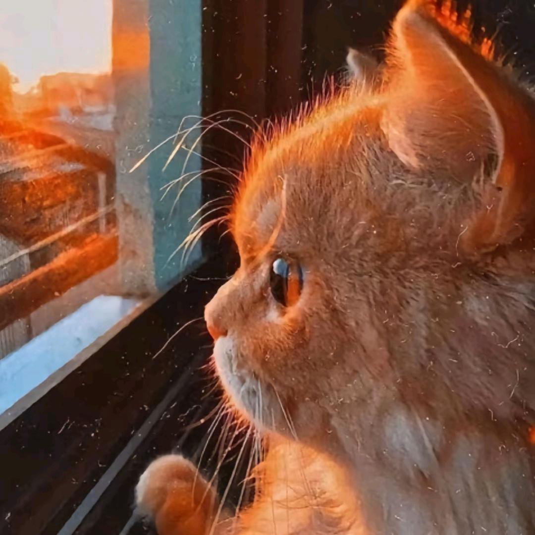 小枫不会压弯🏍️🤥