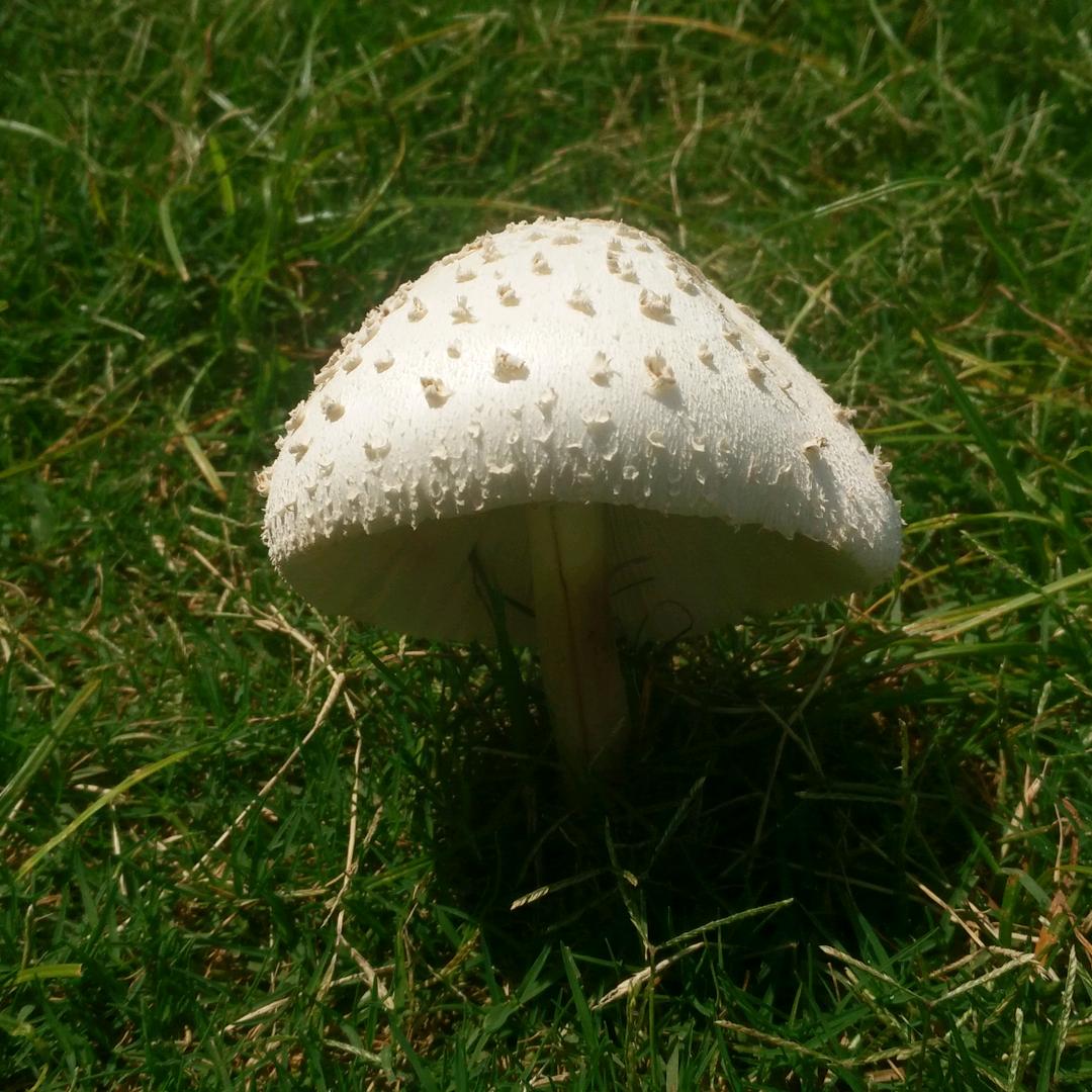 昭免