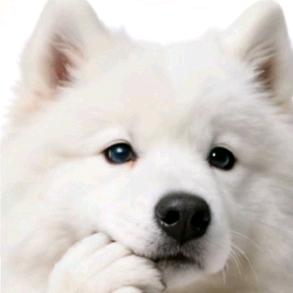 耶耶(正在拿捏驾考)