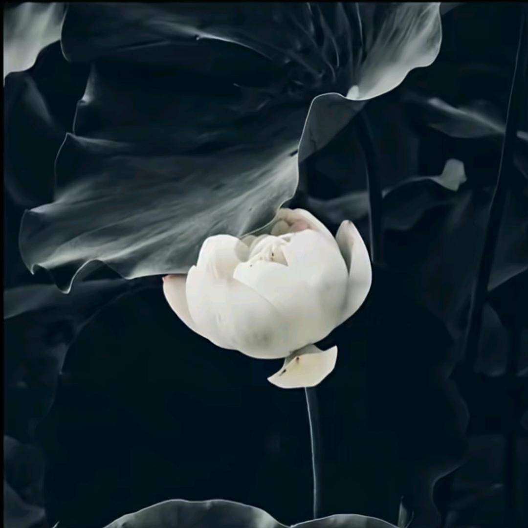 林霜